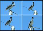(01) montage (pelicans).jpg    (960x702)    206 KB                              click to see enlarged picture